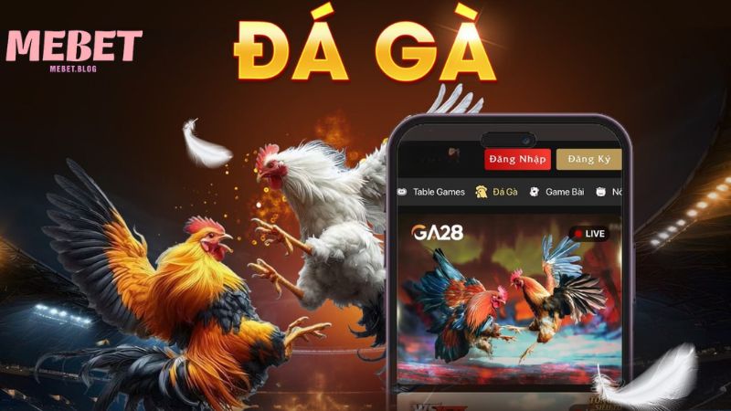 Luật chơi đá gà cựa sắt chi tiết